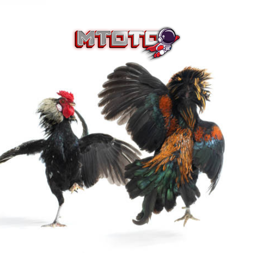 Sabung ayam MTOTO tidak hanya tentang pertarungan antara ayam jago, tetapi juga tentang pengalaman budaya dan hiburan yang mengasyikkan bagi pelanggannya